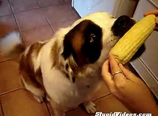 Dog Loves Him Some Corn!