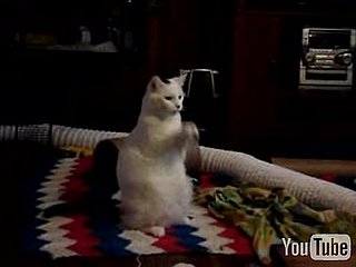 Cat Plays the Invisible Piano...