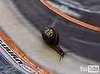 Snail Nascar