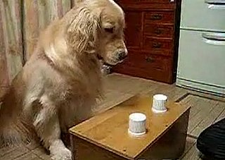 That's a Smart Doggie!