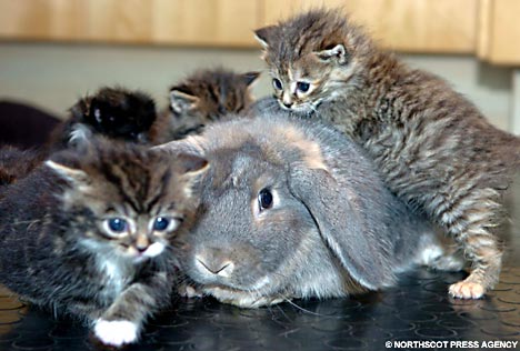 RabbitKit2NSPA_468x316 RabbitKit2NSPA_468x316