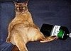 The Rules for Cats