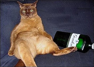 The Rules for Cats