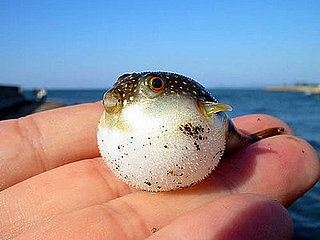Cute Alert: Baby Puffer Fish