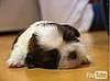 Cute Alert: Obscenely Cute Puppies