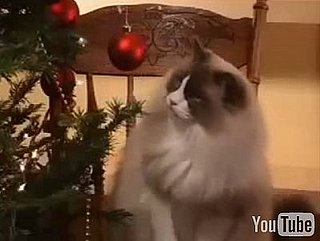 Cute With Chris Psycho-Cat Christmas