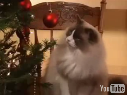Cute With Chris Psycho-Cat Christmas