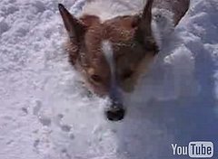Dog Gets a White Christmas Dog Gets a White Christmas