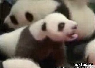 Cute Alert: Baby Pandas!
