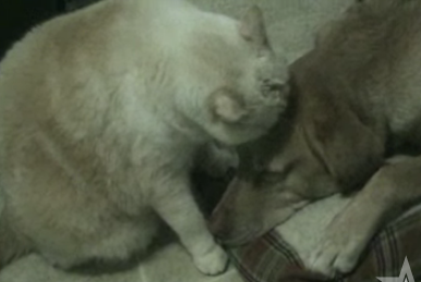 Cat Loves on Dog: Now With Tango Music!