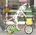 This Is Doggone Odd!