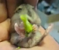 Meet Mocha, The Hungry Hamster!
