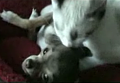 Want More Interspecies Love?