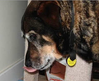 Dog Gets A Happy Meal