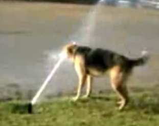 You Can Lead A Dog To Water...