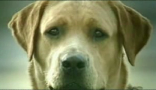 Dog Drama: Lady Is A Tramp