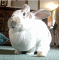 I La, La, La, Love This Bunny!