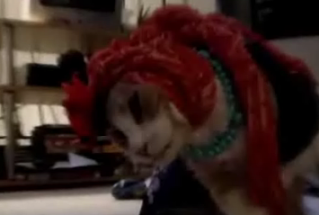 Cat Really Resents His Costume