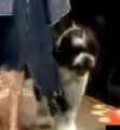 Dog Has A Sh*tty Runway Walk