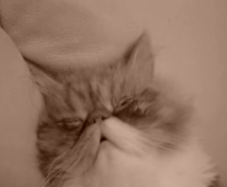 Cute 'N Sleepy