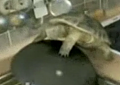 Turtle Wants To Get It On