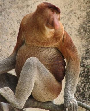 Proboscis_Monkey Proboscis_Monkey