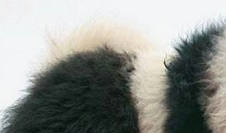 Fuzzy Wuzzy Was A Pandog!
