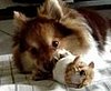 Dog Hearts Vibrating Hammie
