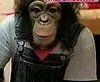 Heartless Bastards Punk a Chimp