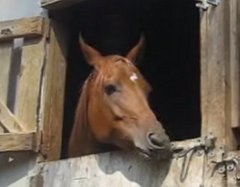 Escape Artist Horse Is Outta Here Escape Artist Horse Is Outta Here
