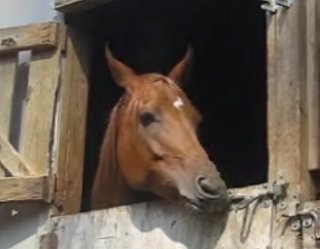 Escape Artist Horse Is Outta Here