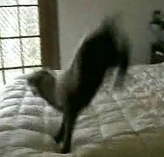 Baby Sheep Jumps on Bed