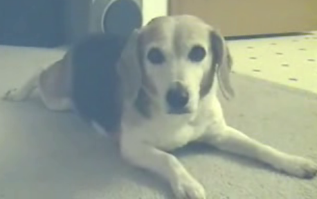 Fetching Cat Puts Dog to Shame