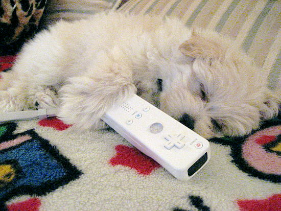 Caption This - Wii Puppii