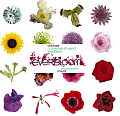 Website of the Day: EverBloom