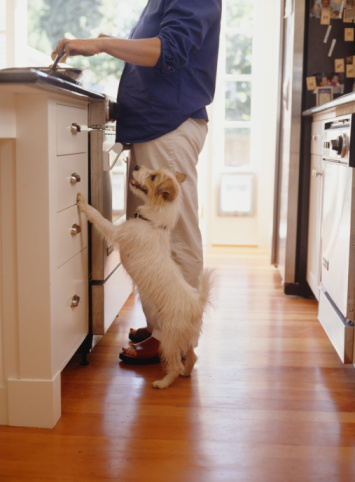 Make Your Own Pet Food
