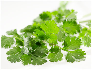 Do You Like Cilantro? Do You Like Cilantro?