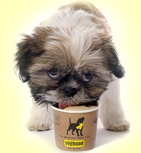 Puppies Want In On The Frozen Yogurt Revival Too