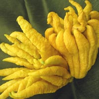 Buddha's Hand