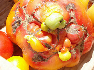 Ugly Is In, Even In the Produce World