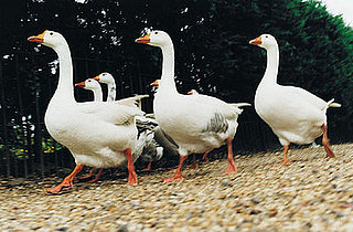 Not Interested in Foie Gras? How About Faux Gras?
