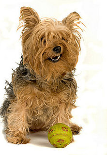 Indoor Games For Dogs