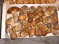 Porcini