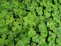 St. Patrick's Day Fun Facts