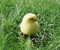 Come Party With Me: Easter - Menu (Dinner, 1st Course)