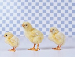 Come Party With Me: Easter - Menu (Brunch, Part 2)