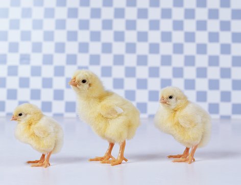 Come Party With Me: Easter - Menu (Brunch, Part 2)