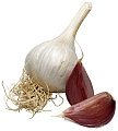 Garlic Fun Facts