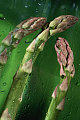 Shock Vegetables Green In The Freezer