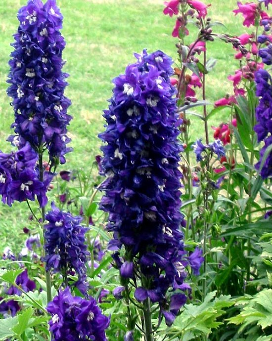 Flowers 101: Delphinium